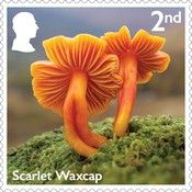 Scarlet Waxcap (Hygrocybe coccinea)