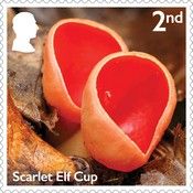 Scarlet Elf Cup (Sarcoscypha austriaca)