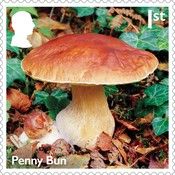 Penny Bun (Boletus edulis)