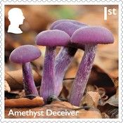 Amethyst Deceiver (Laccaria amethystina)