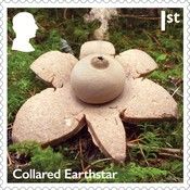 Collared Earthstar (Geastrum michelianum)