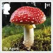 Fly Agaric (Amanita muscaria)