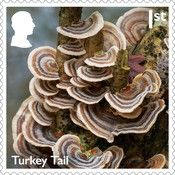 Turkey Tail (Trametes versicolor)
