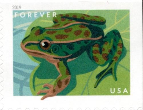 Northern Leopard Frog (Lithobates pipiens)