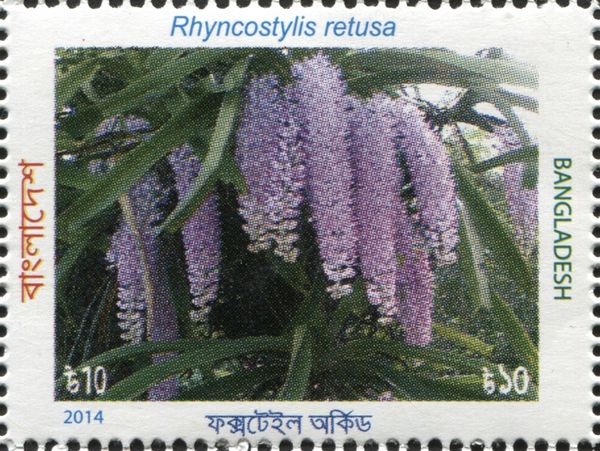 Rhyncostylis retusa