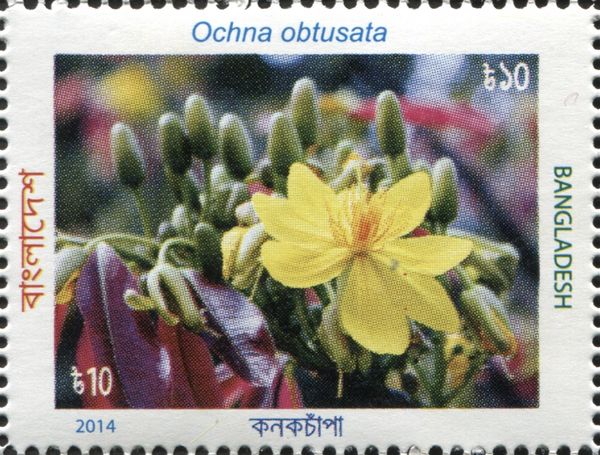 Ochna obtusata
