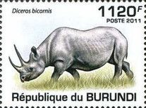 Black rhinoceros (Diceros bicornis)