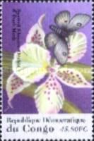 Spotted Blossom Orchid & Buck Moth