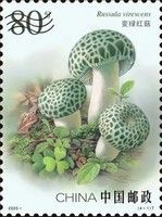 Russula virescens