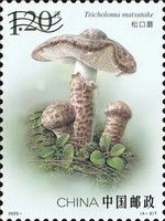Matsutake Mushroom (Tricholoma matsutake)