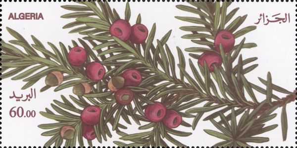 Common Yew (Taxus Baccata)