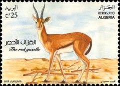 Red Gazelle (Eudorcas rufina)