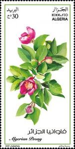 Algerian Peony (Paeonia algeriensis)