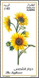 Sunflower (Helianthus annuus)