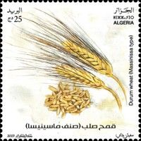 Massinissa Durum Wheat
