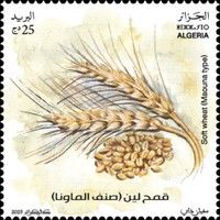 Mawuna Soft Wheat