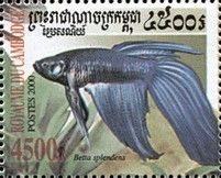 Siamese Fighting Fish (Betta splendens)