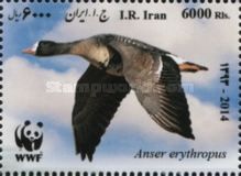 Lesser White-fronted Goose (Anser erythropus)