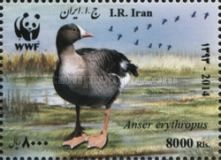 Lesser White-fronted Goose (Anser erythropus)