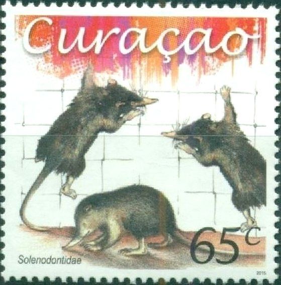 Cuban Solenodon (Atopogale cubana)