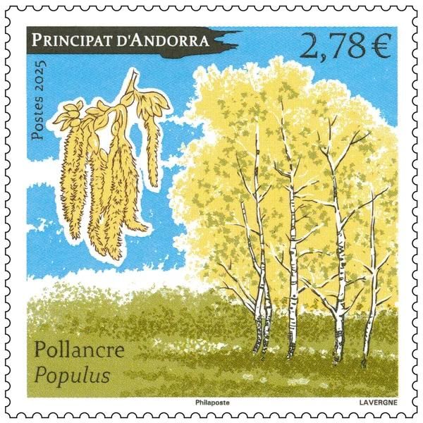 Poplar Tree (Populus sp)