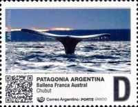 Southern Right Whale (Eubalaena australis)