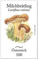 Weeping Mmilk Cap (Lactifluus volemus)