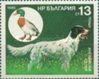 English Setter, Mallard Anas (platyrhynchos)