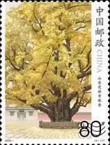 Dinglin Temple Ginkgo