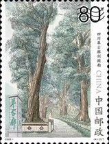 Jiangebai Cypress Tree, Cuiyunlang