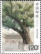 Japanese Pagoda Tree, Jinci