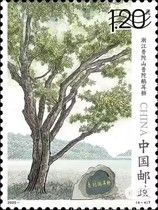 Hornbeam, Putuo