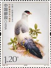 White-Eared Pheasant (Crossoptilon crossoptilon)