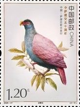 Tooth-Billed Pigeon (Didunculus strigirostris)