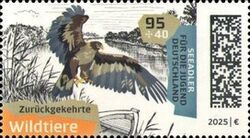 Sea Eagle