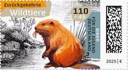 Beaver