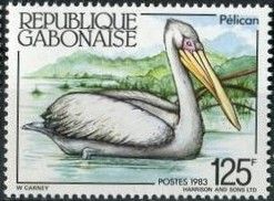 Pink-backed Pelican (Pelecanus rufescens)