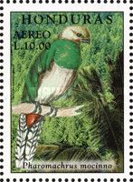 Resplended Quetzal, 'Pharomachrus Mochino'