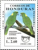 Yellow-naped Parrot (Amazona auropalliata caribea)