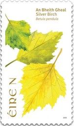 Hawthorn