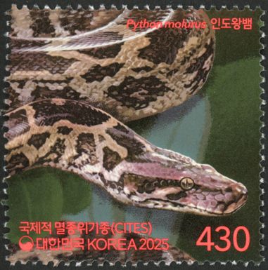 Indian Python (Python molurus)