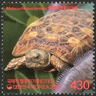 Pancake Tortoise (Malacochersus tornieri)