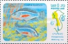 Nile Tilapia (Tilapia nilotica)