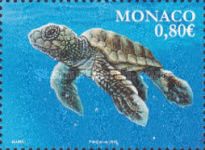 Loggerhead sea Turtle (Caretta caretta), young at sea
