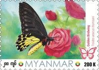 Golden Birdwing (Troides aeacus thomsani)