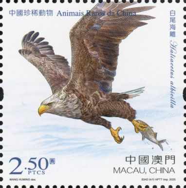 White-Tailed Eagle (Haliaeetus albicilla)