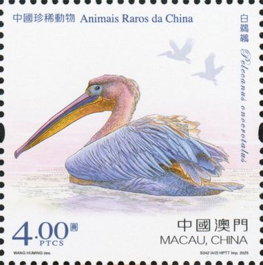 Great White Pelican (Pelecanus onocrotalus)