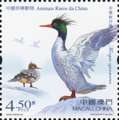 Scaly-Sided Merganser (Mergus squamatus)