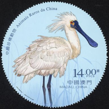 Black-Faced Spoonbill (Platalea minor)