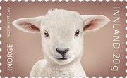 Norwegian White Sheep
